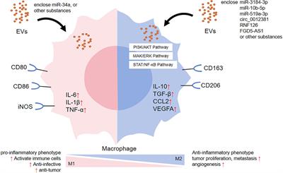 The negative effects of extracellular vesicles in the immune system